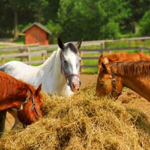 Alimentation de chevaux en élevage